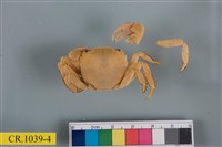 藏品(肉球近方蟹)的圖片